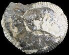 Wide Kosmoceras Ammonite - England #42640-1